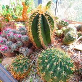 ELTE Füvészkert Budapest - Egyéb