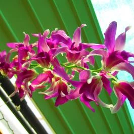 ELTE Füvészkert Budapest - Egyéb