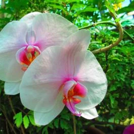 ELTE Füvészkert Budapest - Egyéb