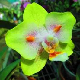 ELTE Füvészkert Budapest - Egyéb