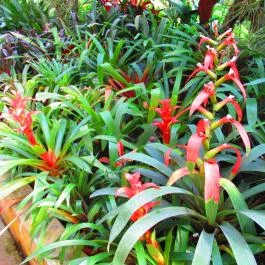 ELTE Füvészkert Budapest - Egyéb