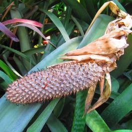 ELTE Füvészkert Budapest - Egyéb