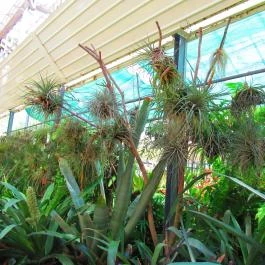 ELTE Füvészkert Budapest - Egyéb