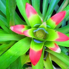 ELTE Füvészkert Budapest - Egyéb