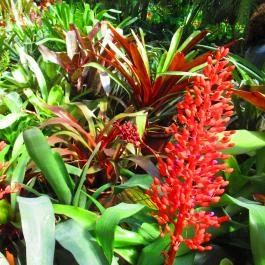 ELTE Füvészkert Budapest - Egyéb