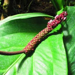 ELTE Füvészkert Budapest - Egyéb