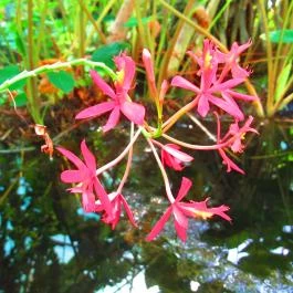 ELTE Füvészkert Budapest - Egyéb