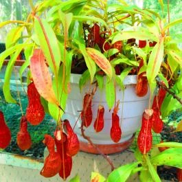 ELTE Füvészkert Budapest - Egyéb