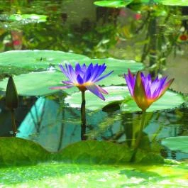 ELTE Füvészkert Budapest - Egyéb