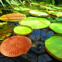 ELTE Füvészkert Budapest - Egyéb