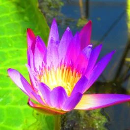 ELTE Füvészkert Budapest - Egyéb