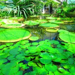 ELTE Füvészkert Budapest - Egyéb