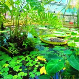 ELTE Füvészkert Budapest - Egyéb