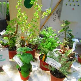 ELTE Füvészkert Budapest - Egyéb