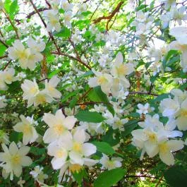 ELTE Füvészkert Budapest - Egyéb