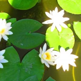 ELTE Füvészkert Budapest - Egyéb