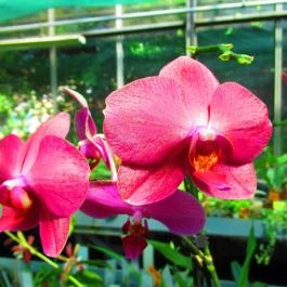 ELTE Füvészkert Budapest - Egyéb