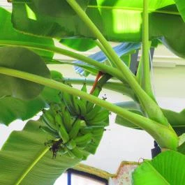 ELTE Füvészkert Budapest - Egyéb