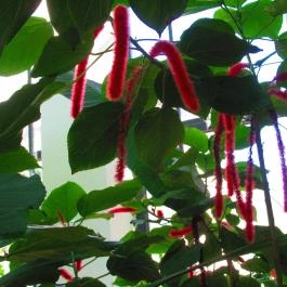 ELTE Füvészkert Budapest - Egyéb