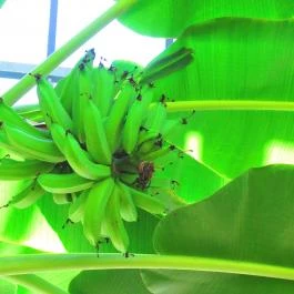 ELTE Füvészkert Budapest - Egyéb