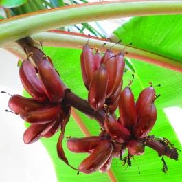 ELTE Füvészkert Budapest - Egyéb