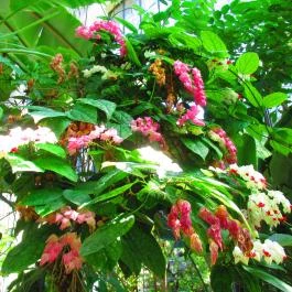 ELTE Füvészkert Budapest - Egyéb