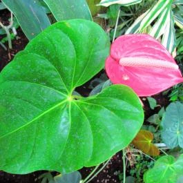 ELTE Füvészkert Budapest - Egyéb