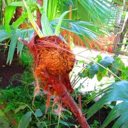 ELTE Füvészkert Budapest - Egyéb