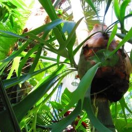 ELTE Füvészkert Budapest - Egyéb