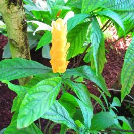 ELTE Füvészkert Budapest - Egyéb