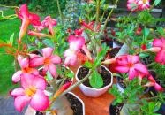 ELTE Füvészkert Budapest