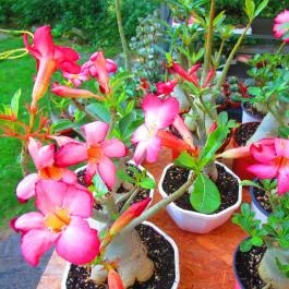 ELTE Füvészkert Budapest - Egyéb