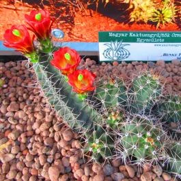 ELTE Füvészkert Budapest - Egyéb