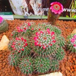 ELTE Füvészkert Budapest - Egyéb