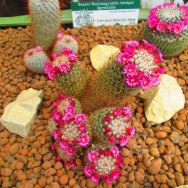 ELTE Füvészkert Budapest - Egyéb