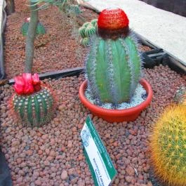 ELTE Füvészkert Budapest - Egyéb