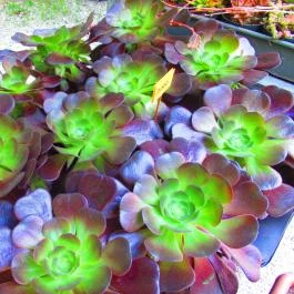 ELTE Füvészkert Budapest - Egyéb