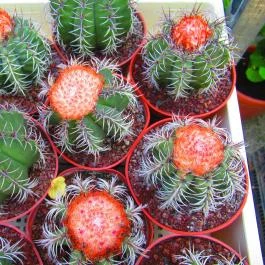 ELTE Füvészkert Budapest - Egyéb