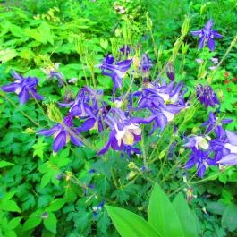 ELTE Füvészkert Budapest - Egyéb