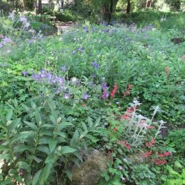 ELTE Füvészkert Budapest - Egyéb