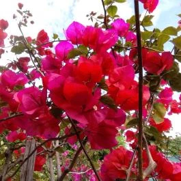 ELTE Füvészkert Budapest - Egyéb