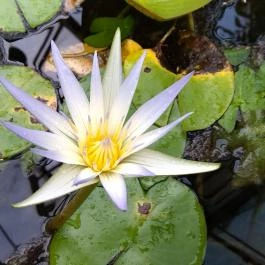 ELTE Füvészkert Budapest - Egyéb