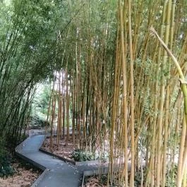 ELTE Füvészkert Budapest - Egyéb