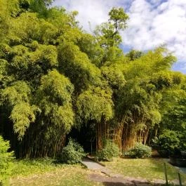 ELTE Füvészkert Budapest - Egyéb