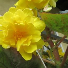 ELTE Füvészkert Budapest - Egyéb