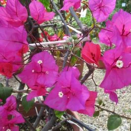 ELTE Füvészkert Budapest - Egyéb