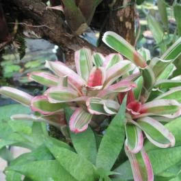 ELTE Füvészkert Budapest - Egyéb