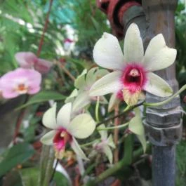 ELTE Füvészkert Budapest - Egyéb