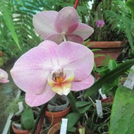 ELTE Füvészkert Budapest - Egyéb