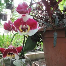 ELTE Füvészkert Budapest - Egyéb